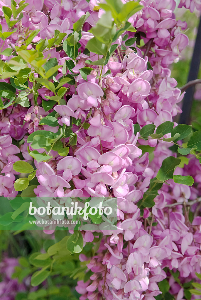 490142 - Bristly locust (Robinia hispida 'Macrophylla')