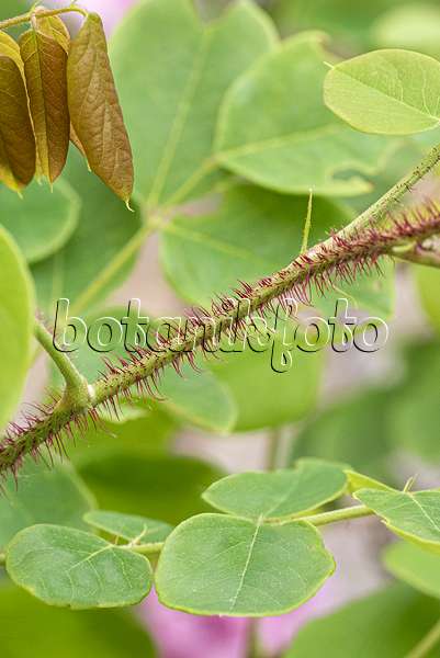 616318 - Bristly locust (Robinia hispida 'Macrophylla')