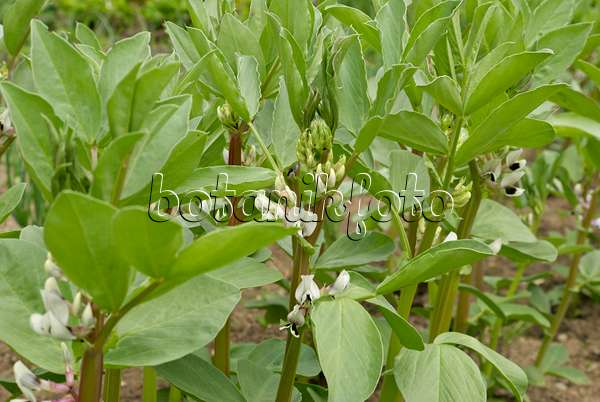 452138 - Broad bean (Vicia faba)