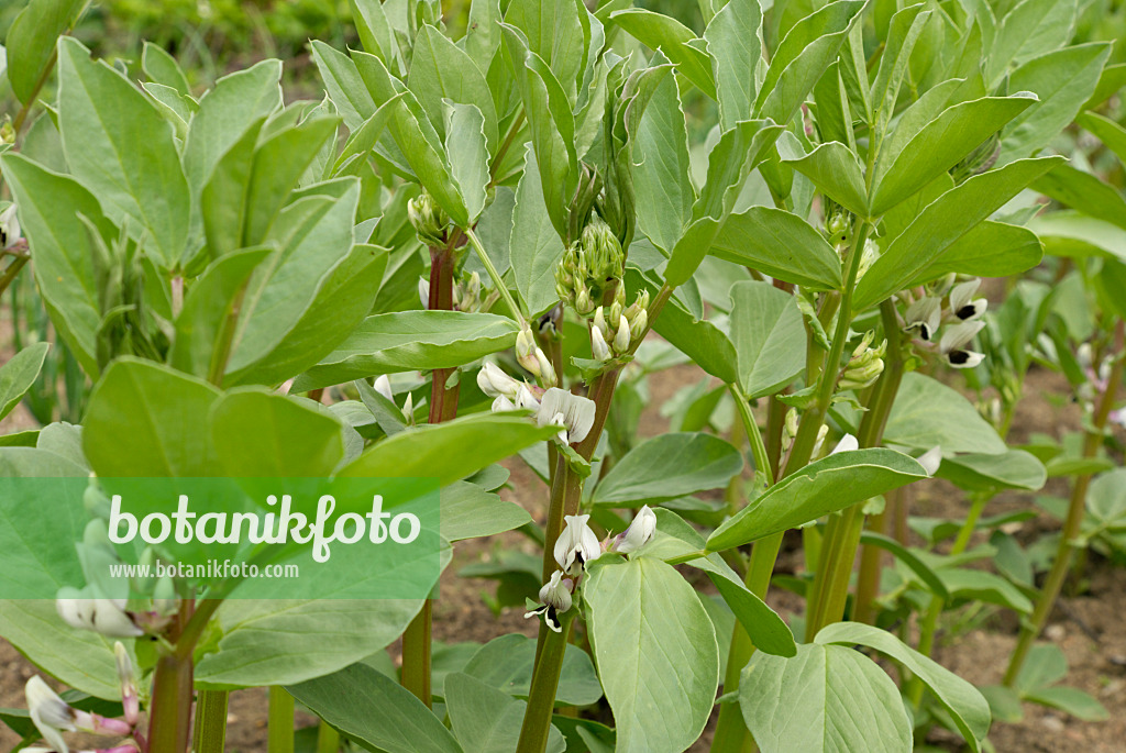 452138 - Broad bean (Vicia faba)