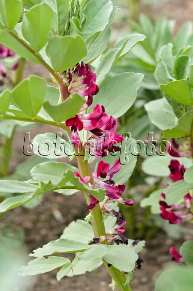 533327 - Broad bean (Vicia faba 'Crimson Flowered')