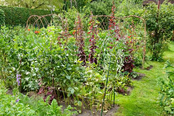 474131 - Broad bean (Vicia faba) and red garden orache (Atriplex hortensis var. rubra) in a vegetable garden