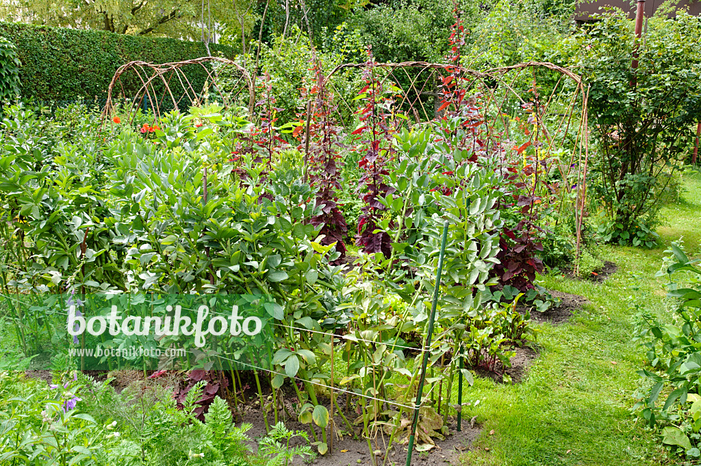 474131 - Broad bean (Vicia faba) and red garden orache (Atriplex hortensis var. rubra) in a vegetable garden