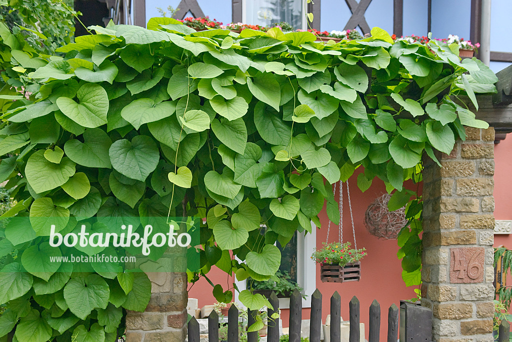 502111 - Broad-leaved dutchman's pipe (Aristolochia macrophylla)