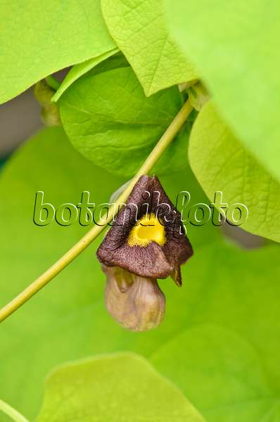544074 - Broad-leaved dutchman's pipe (Aristolochia macrophylla)