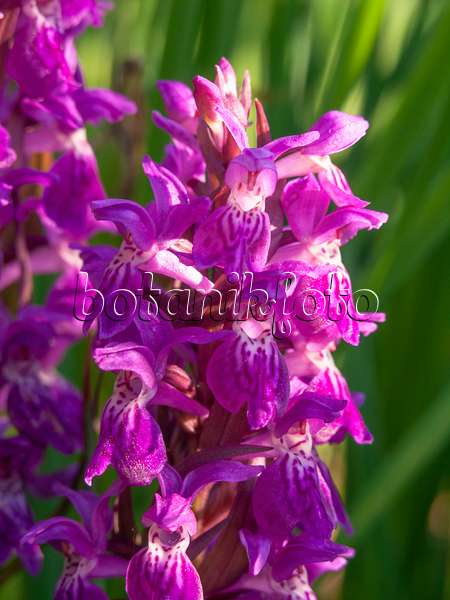 438163 - Broad-leaved marsh orchid (Dactylorhiza majalis)