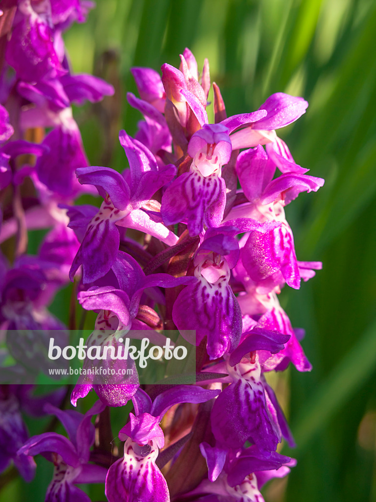 438163 - Broad-leaved marsh orchid (Dactylorhiza majalis)