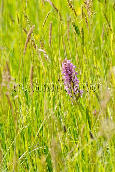 545001 - Broad-leaved marsh orchid (Dactylorhiza majalis)