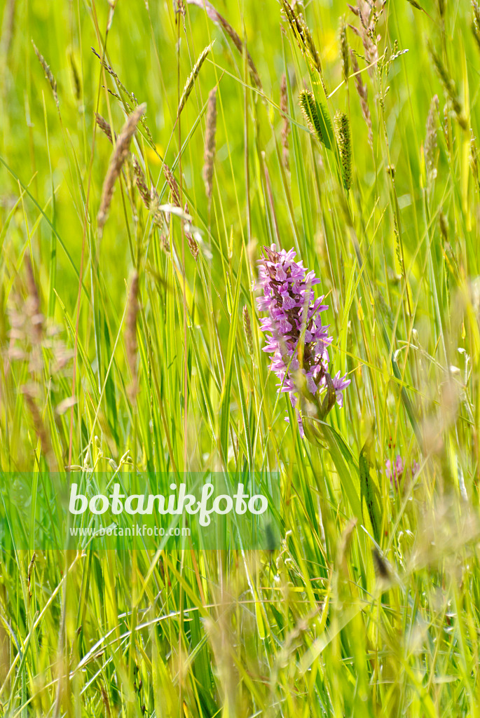 545001 - Broad-leaved marsh orchid (Dactylorhiza majalis)