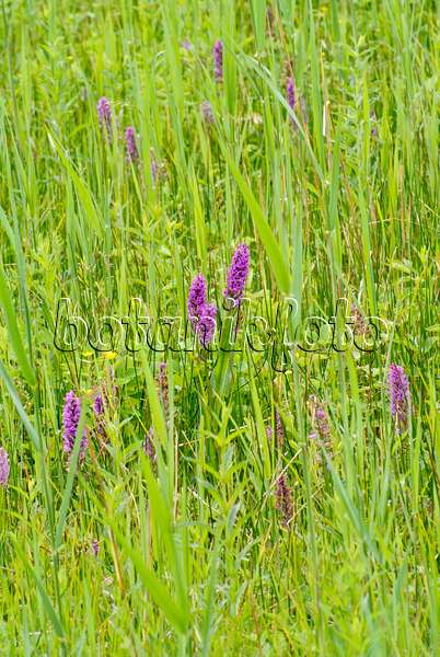 545070 - Broad-leaved marsh orchid (Dactylorhiza majalis)