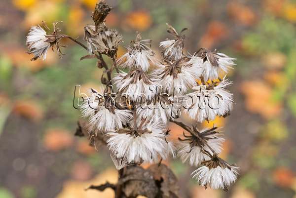 550014 - Broad-leaved ragwort (Senecio sarracenicus syn. Senecio fluviatilis)
