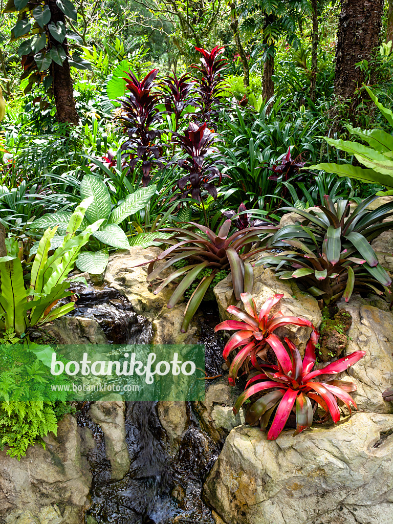 454152 - Bromeliad garden, National Orchid Garden, Singapore