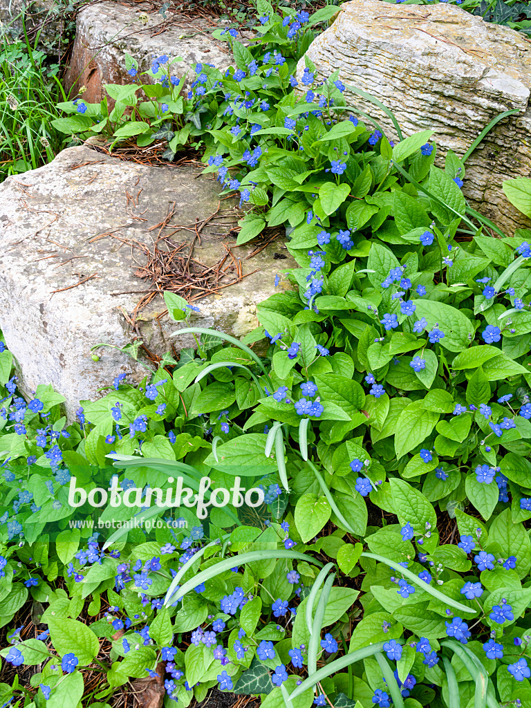 437096 - Brunnère à grandes feuilles (Brunnera macrophylla syn. Myosotis macrophylla)