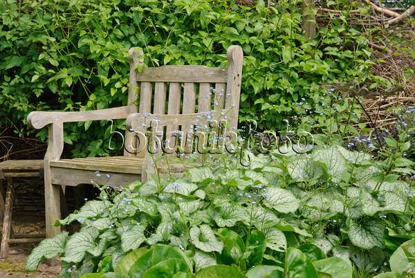509146 - Brunnère à grandes feuilles (Brunnera macrophylla 'Jack Frost' syn. Myosotis macrophylla 'Jack Frost') avec une chaise de jardin en bois