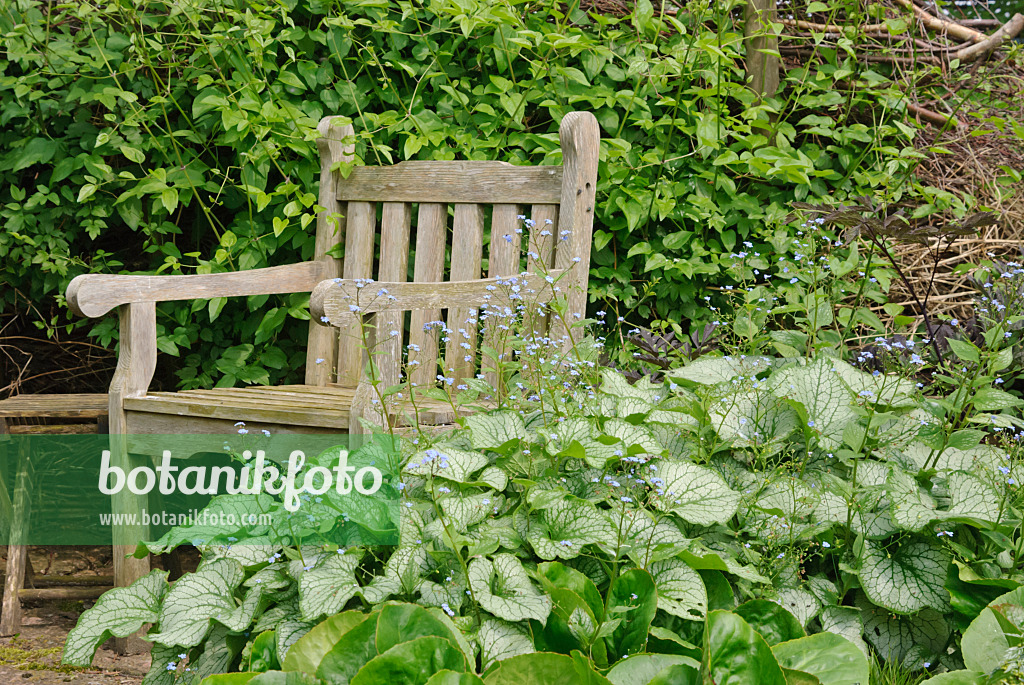 509146 - Brunnère à grandes feuilles (Brunnera macrophylla 'Jack Frost' syn. Myosotis macrophylla 'Jack Frost') avec une chaise de jardin en bois