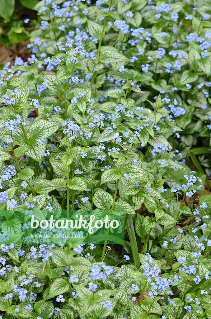 531195 - Brunnère à grandes feuilles (Brunnera macrophylla 'Jack Frost' syn. Myosotis macrophylla 'Jack Frost')