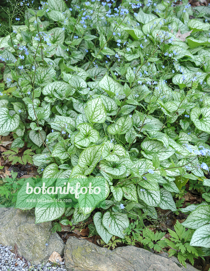 535388 - Brunnère à grandes feuilles (Brunnera macrophylla 'Jack Frost' syn. Myosotis macrophylla 'Jack Frost')