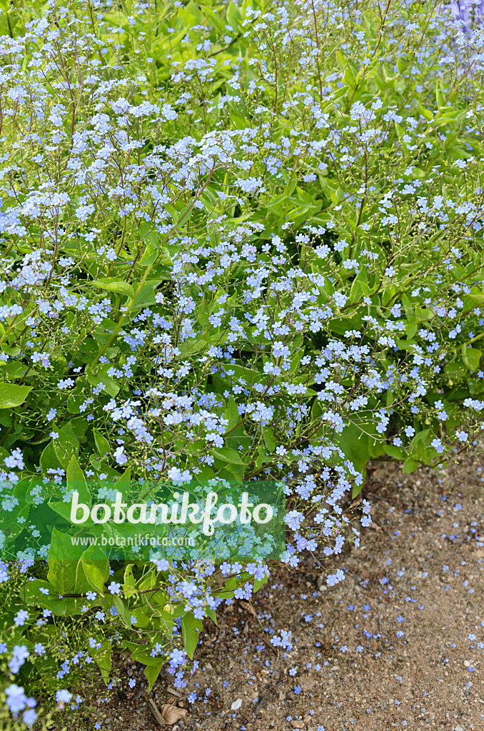 544137 - Brunnère à grandes feuilles (Brunnera macrophylla syn. Myosotis macrophylla)