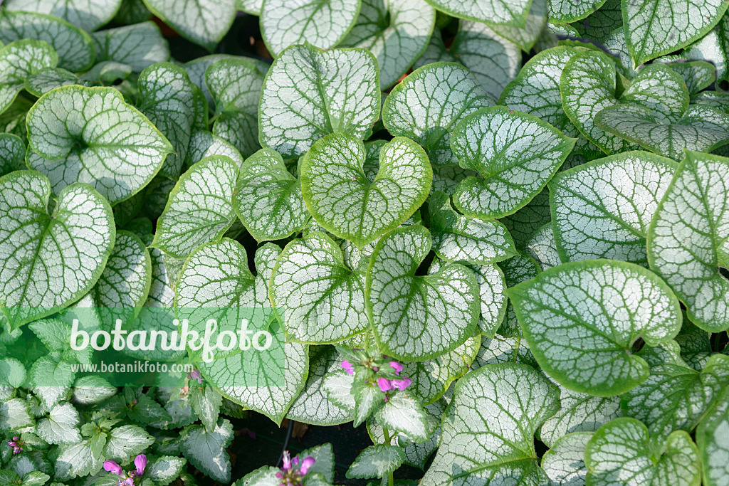 547095 - Brunnère à grandes feuilles (Brunnera macrophylla 'Jack Frost' syn. Myosotis macrophylla 'Jack Frost')