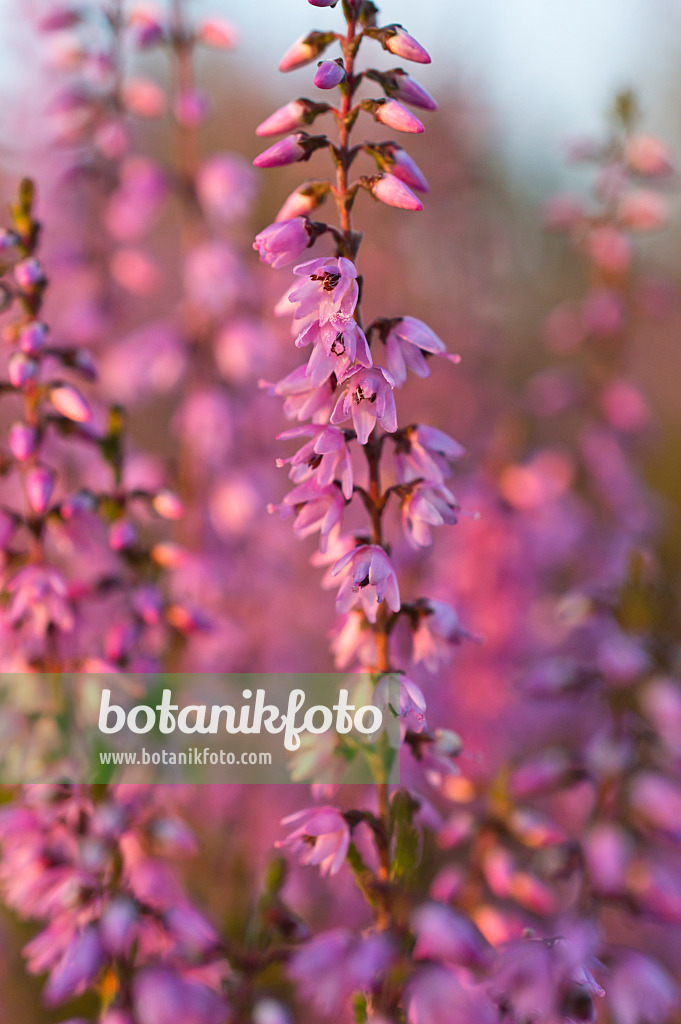 511345 - Bruyère (Calluna vulgaris)