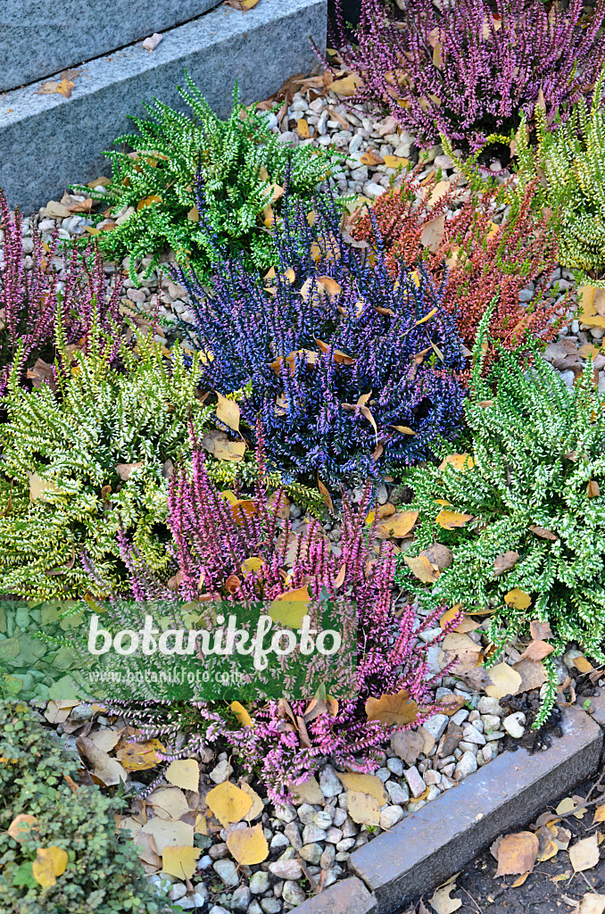 525217 - Bruyère (Calluna vulgaris)