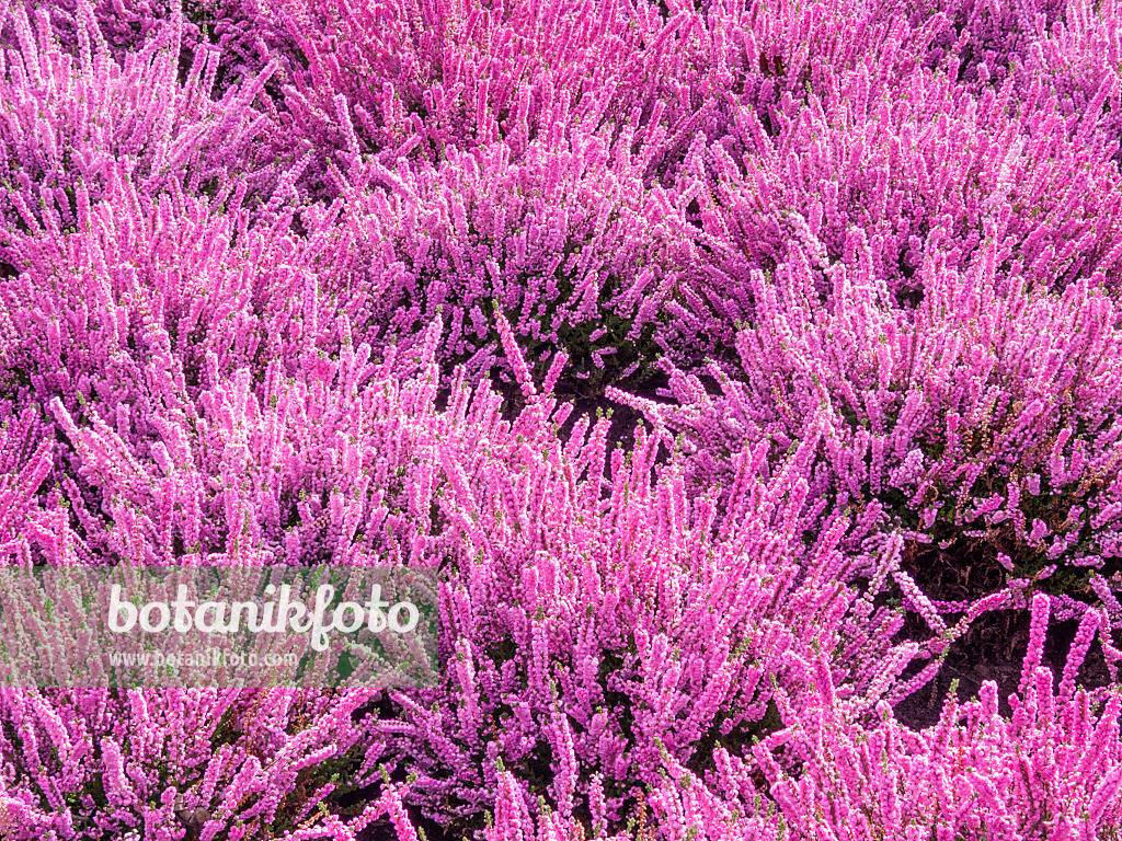 418012 - Bruyère (Calluna vulgaris 'Annemarie')