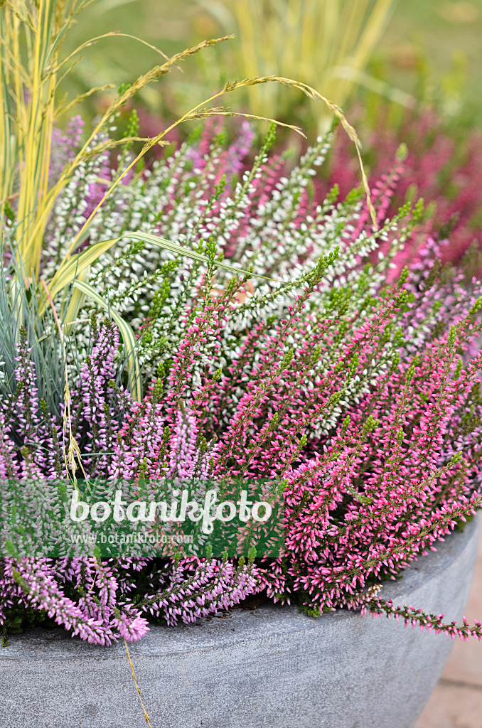 525064 - Bruyère (Calluna vulgaris 'Garden Girls')