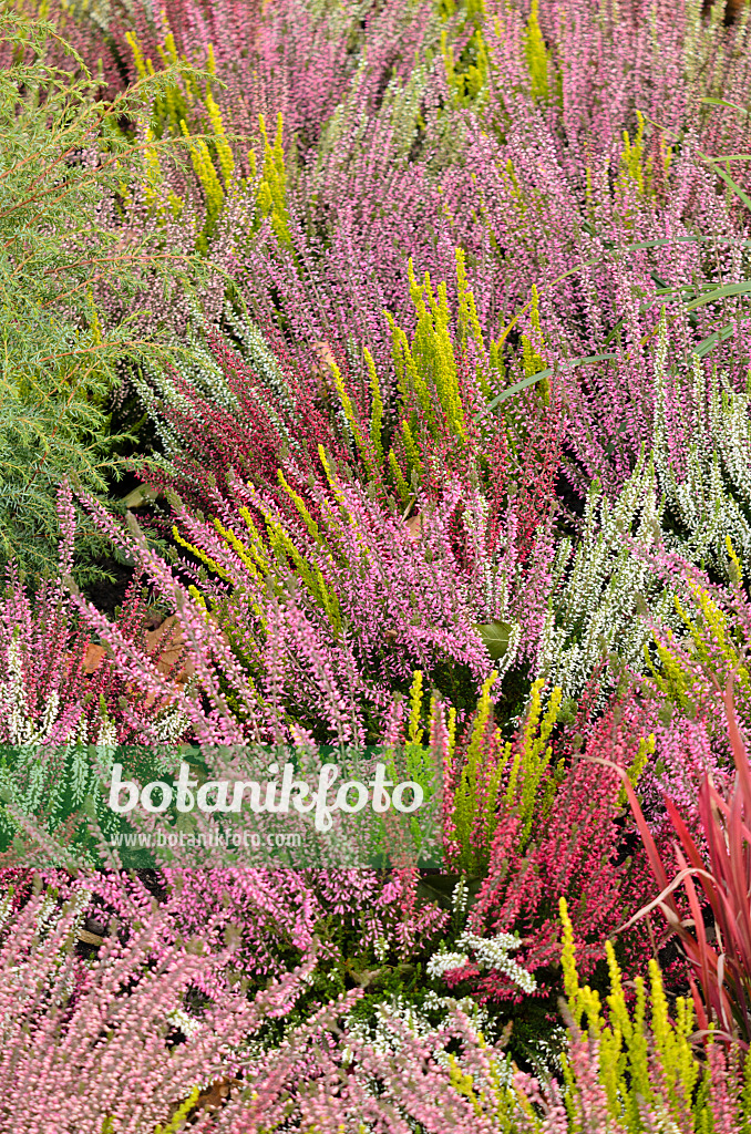 573028 - Bruyère (Calluna vulgaris 'Garden Girls')