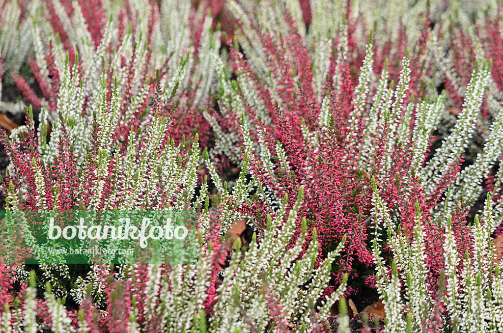 573029 - Bruyère (Calluna vulgaris 'Garden Girls')