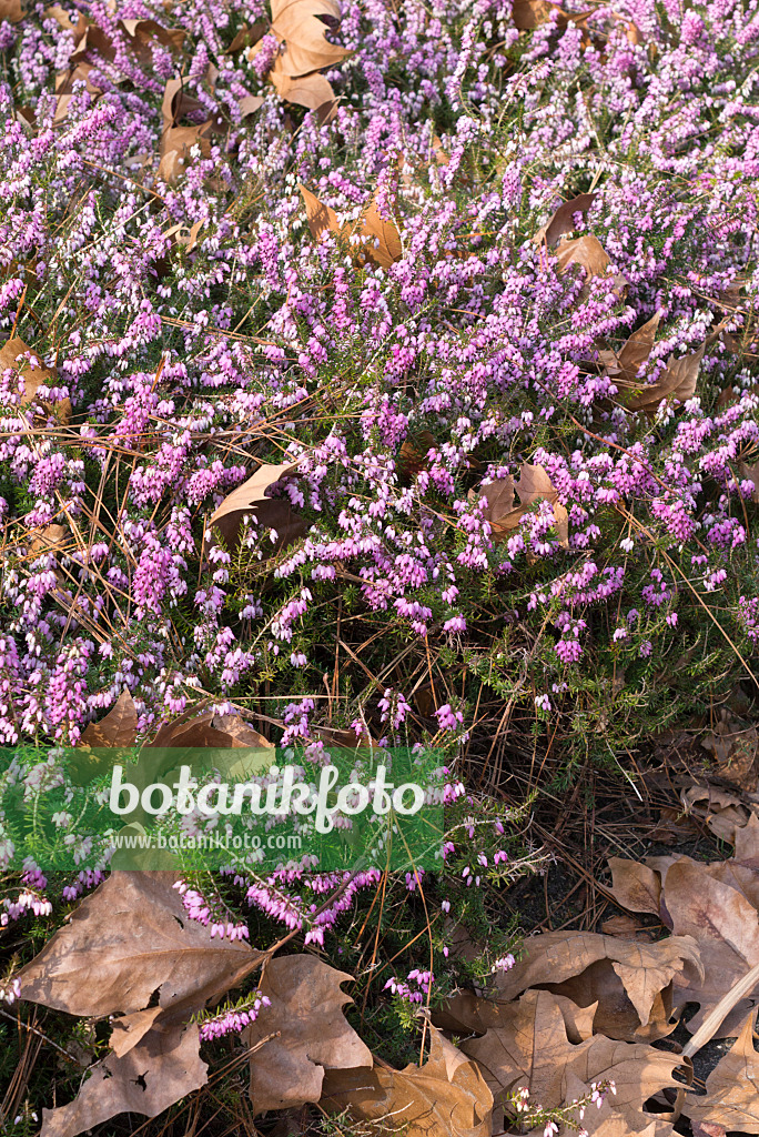 554015 - Bruyère des neiges (Erica carnea 'December Red' syn. Erica herbacea 'December Red')