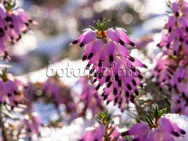 445027 - Bruyère des neiges (Erica carnea syn. Erica herbacea)