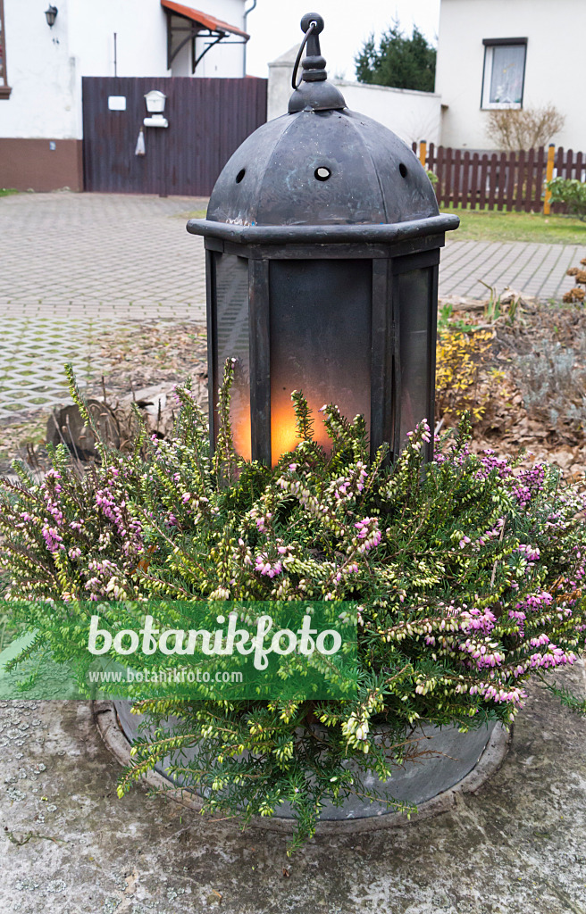 528002 - Bruyère des neiges (Erica carnea syn. Erica herbacea) avec une lampe tempête