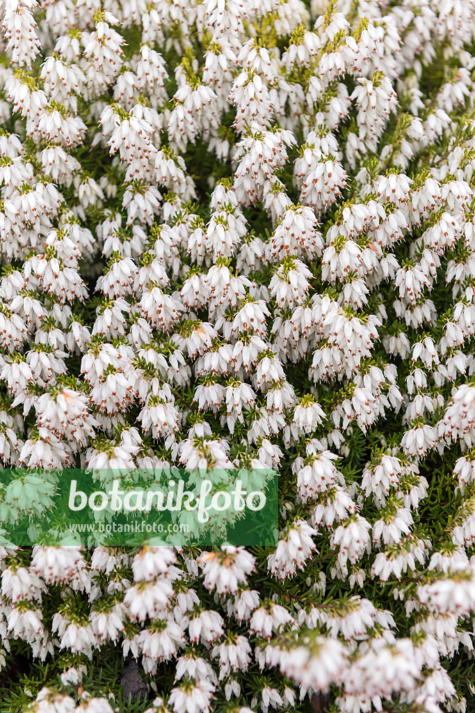 616207 - Bruyère des neiges (Erica carnea 'Snow Queen' syn. Erica herbacea 'Snow Queen')