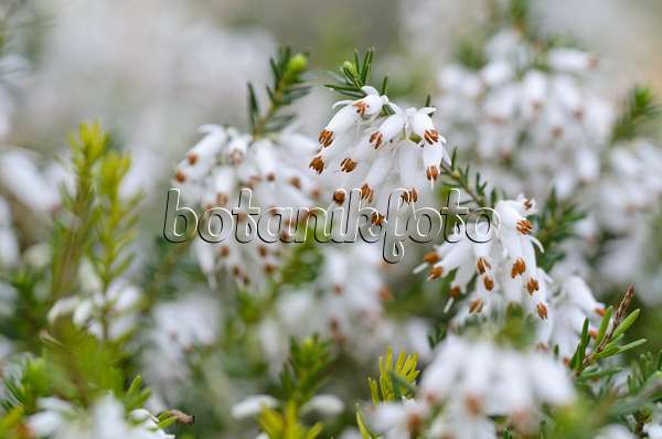 495006 - Bruyère des neiges (Erica carnea 'Springwood White' syn. Erica herbacea 'Springwood White')