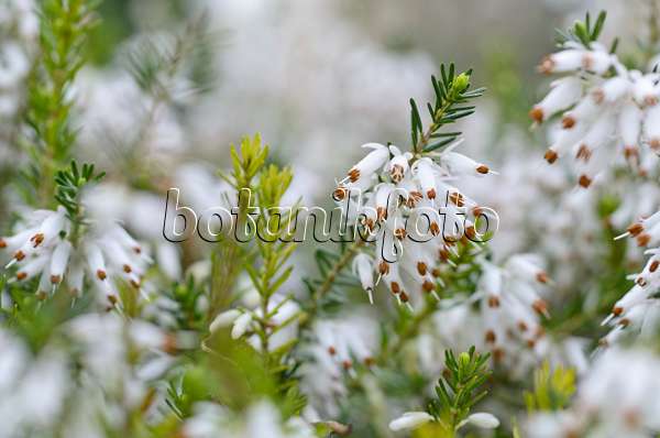 495007 - Bruyère des neiges (Erica carnea 'Springwood White' syn. Erica herbacea 'Springwood White')