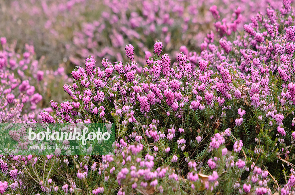 529153 - Bruyère des neiges (Erica carnea 'Winter Rubin' syn. Erica herbacea 'Winter Rubin')