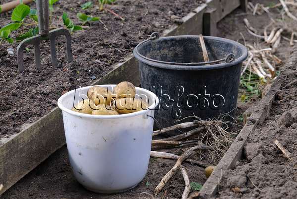 483033 - Buckets with freshly harvested potatoes (Solanum tuberosum)