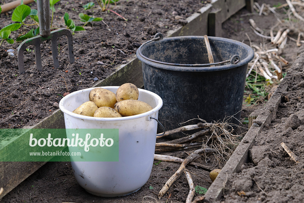 483033 - Buckets with freshly harvested potatoes (Solanum tuberosum)