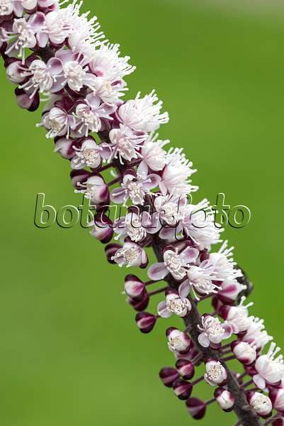 651027 - Bugbane (Cimicifuga simplex 'Chocoholic' syn. Actaea simplex 'Chocoholic')