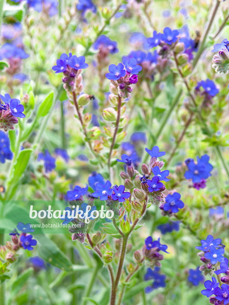 439199 - Buglosse officinale (Anchusa officinalis)