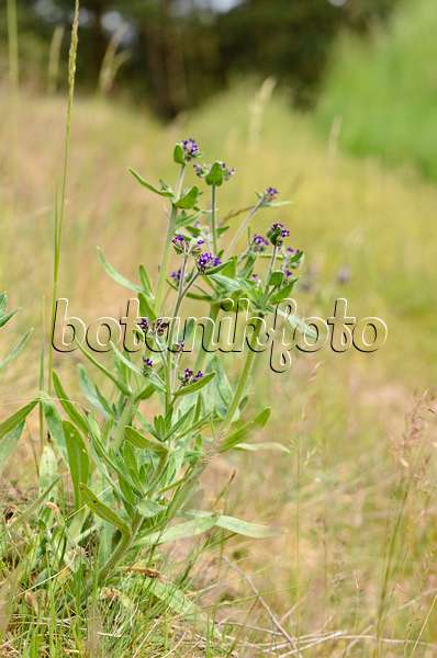 545030 - Buglosse officinale (Anchusa officinalis)