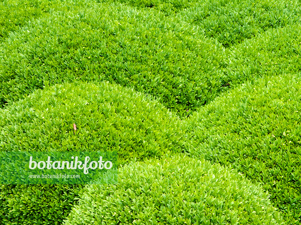 426148 - Buis commun (Buxus sempervirens)