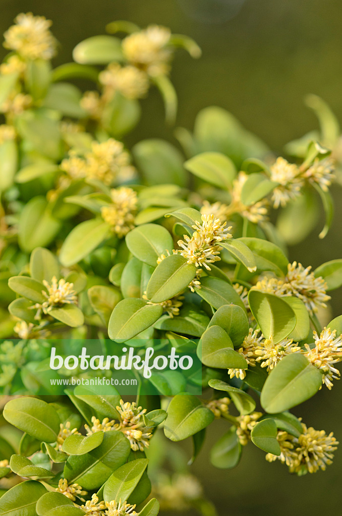 519061 - Buis commun (Buxus sempervirens)