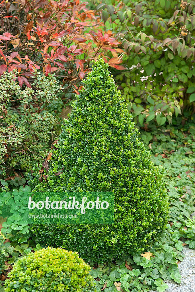 502126 - Buis commun (Buxus sempervirens 'Arborescens')