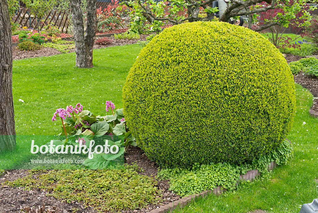 531221 - Buis commun (Buxus sempervirens) en forme de boule