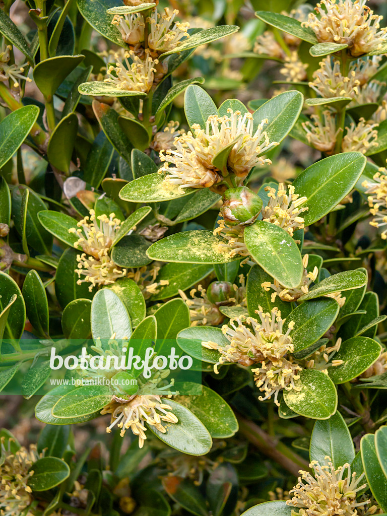 Bouteille de plantes immergées Buxus Microphylla – Atelier Kumo