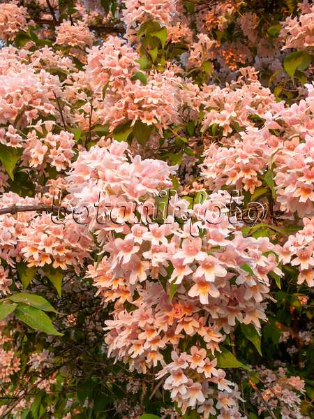402010 - Buisson de beauté (Kolkwitzia amabilis)