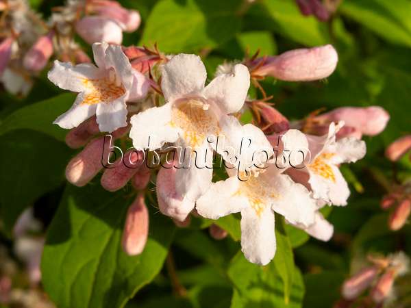 425097 - Buisson de beauté (Kolkwitzia amabilis)