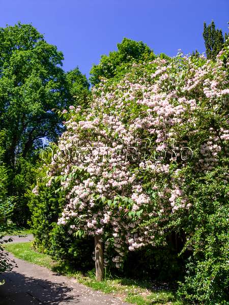 460125 - Buisson de beauté (Kolkwitzia amabilis)