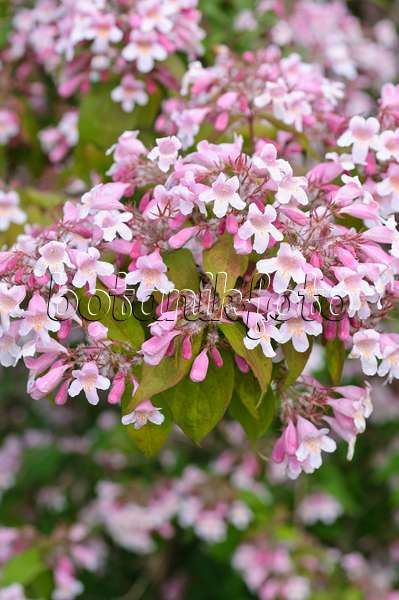 485023 - Buisson de beauté (Kolkwitzia amabilis)